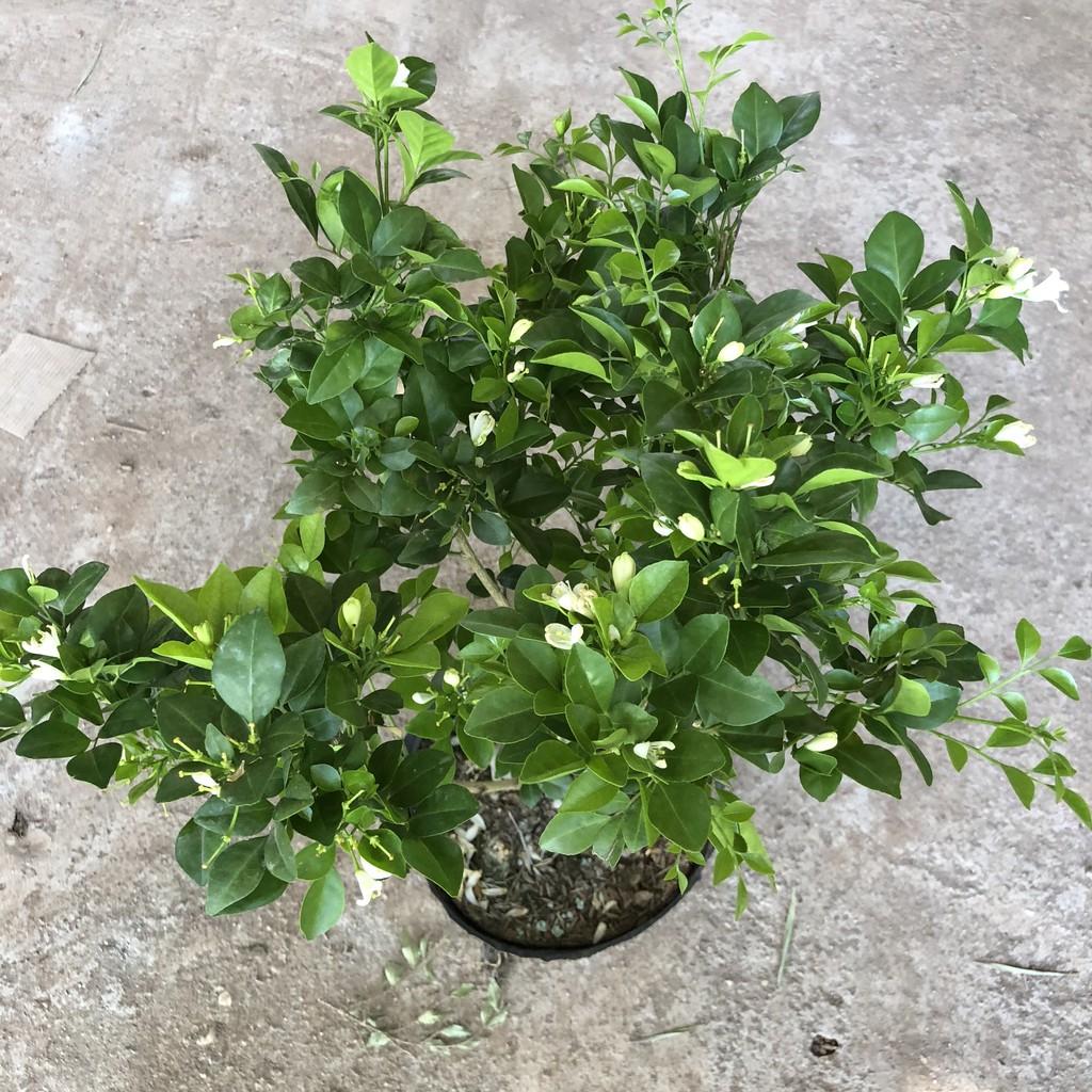 Cây nguyệt quế siêu hoa, chiều cao 25cm hoa nở liên tục bắt mắt dễ dàng chăm sóc, thích hợp trang trí cảnh quan