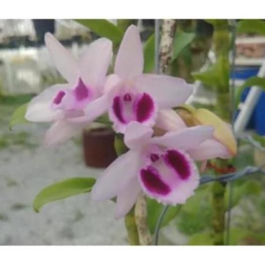 Kie hoa phong lan phi điệp lộc bắc