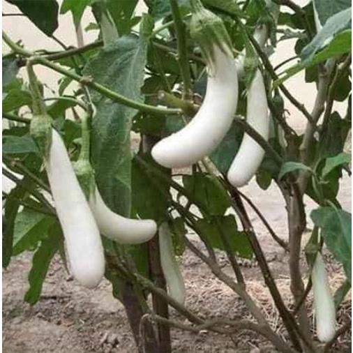 100 hạt giống cà trắng dài Cà dái dê lai