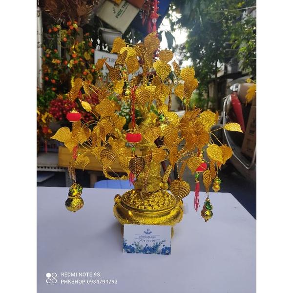 Bộ thân bonsai và đế cây cành vàng lá ngọc hoa mai bonsai