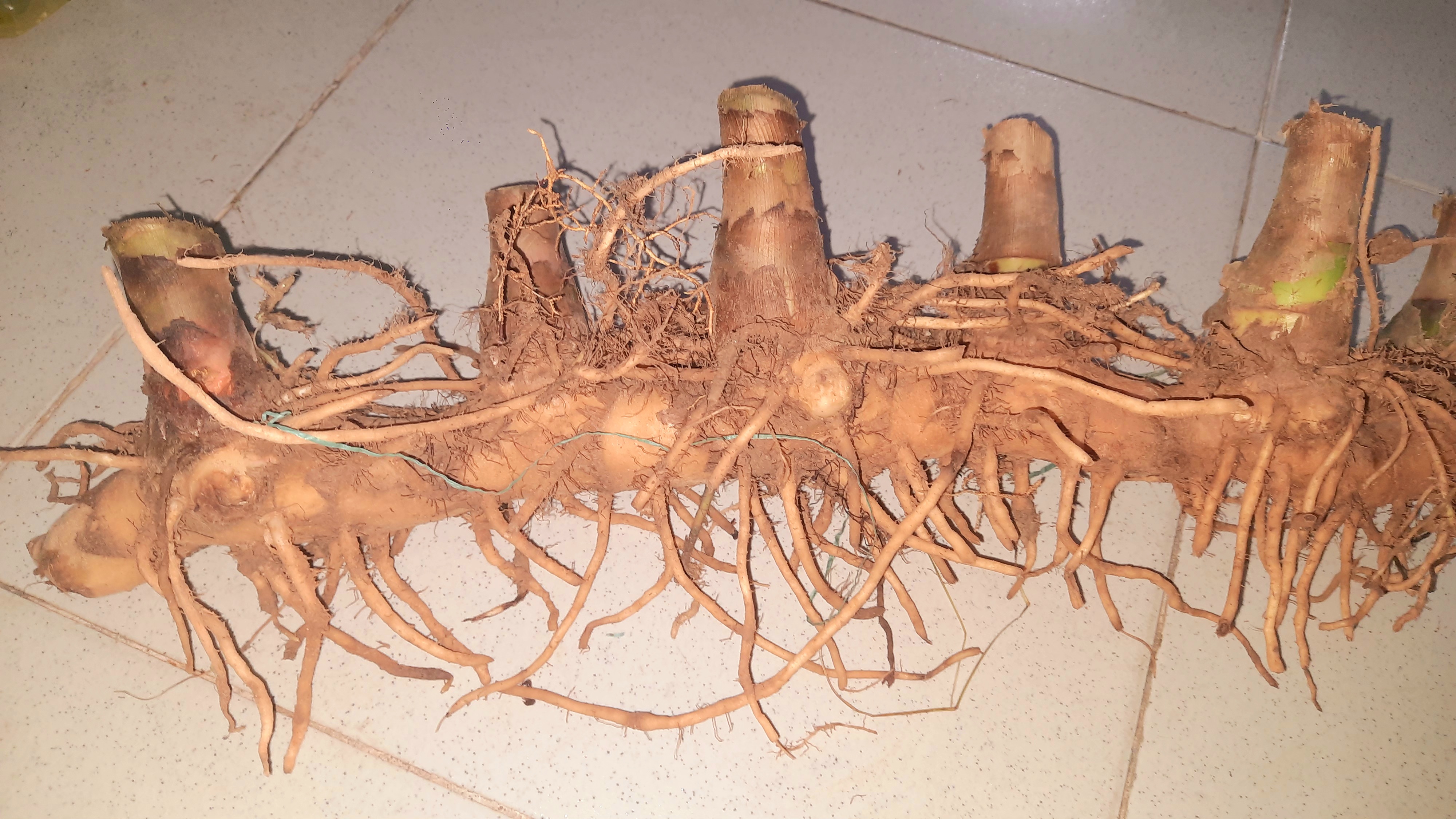 Củ cát lồi - củ cây mía dò, củ tươi