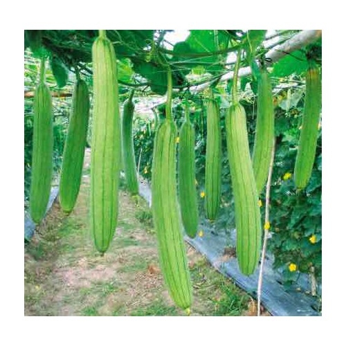 HẠT GIỐNG MƯỚP HƯƠNG LAI F1