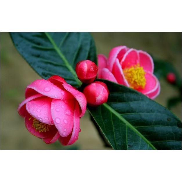 Cây Giống Hoa Hải đường bông kép