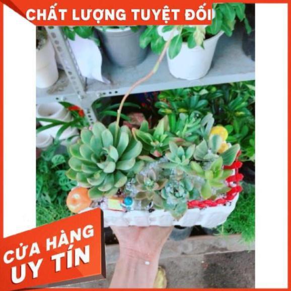 Chậu sen đá mix tiểu cảnh