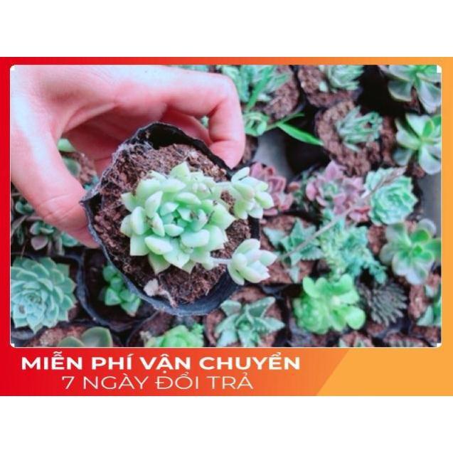 Combo 10 cây sen đá