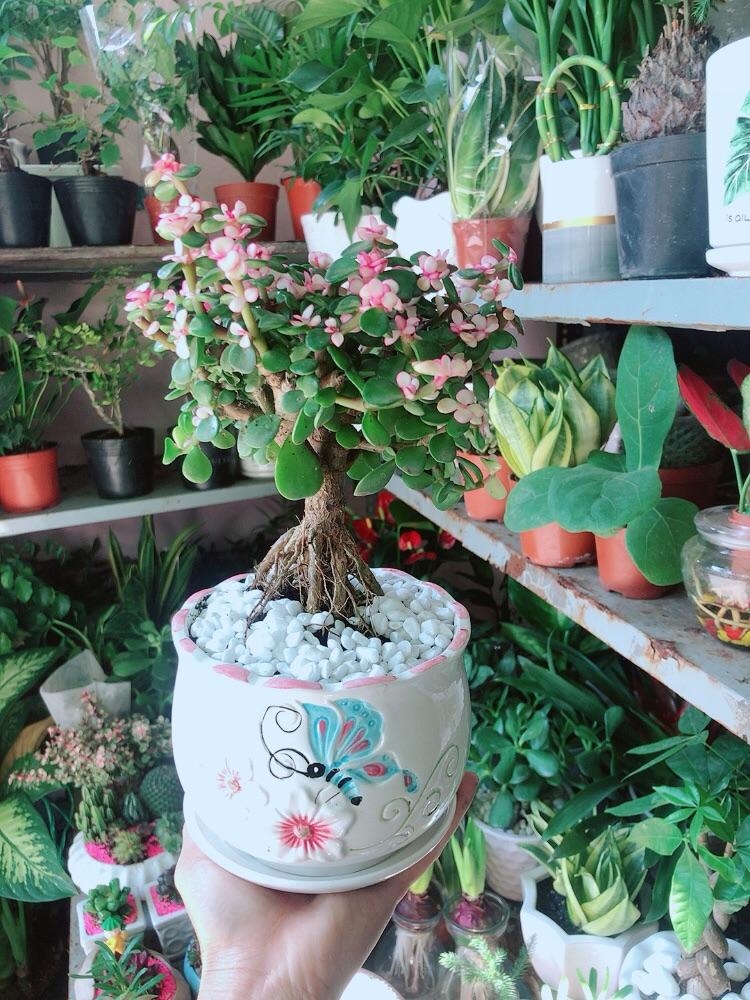 Chậu Cây Cành Vàng Lá Ngọc