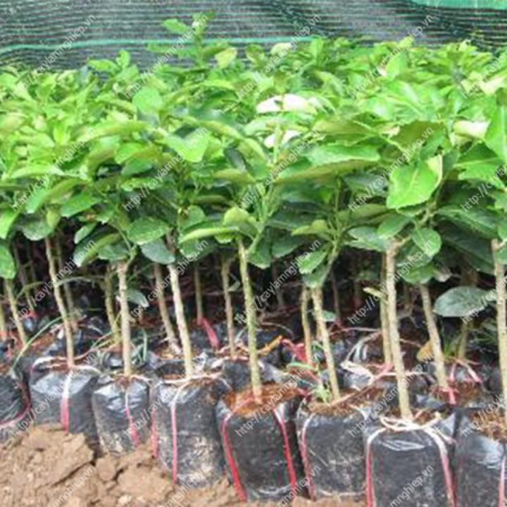 CÂY GIỐNG BƯỞI DIỄN CHUẨN
