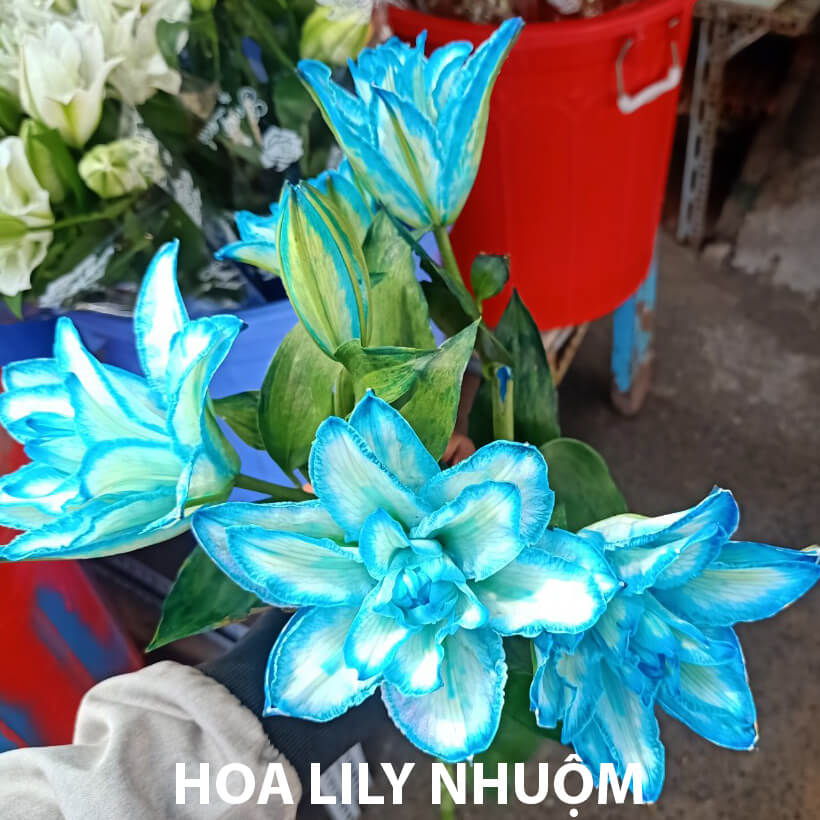 DUNG DỊCH BẢO QUẢN HOA LILY LÂU TÀN, KIỀM HOA KHÔNG NỞ VÀ “NGỦ ĐÔNG” TRÊN 15 NGÀY TẠI NHÀ VƯỜN TRỒNG HOA THEO CÔNG NGHỆ ISRAEL