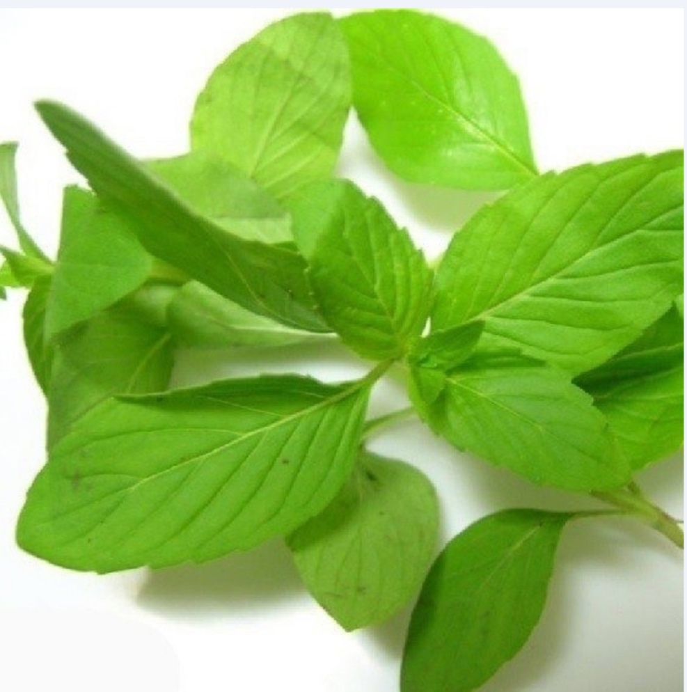 [CHỈ GIAO HCM] Húng cây - 100gr