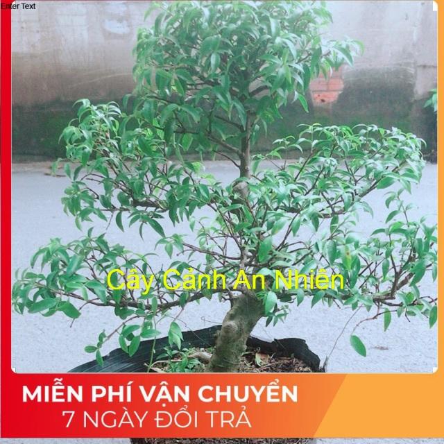 Cây Mai Chiếu Thuỷ