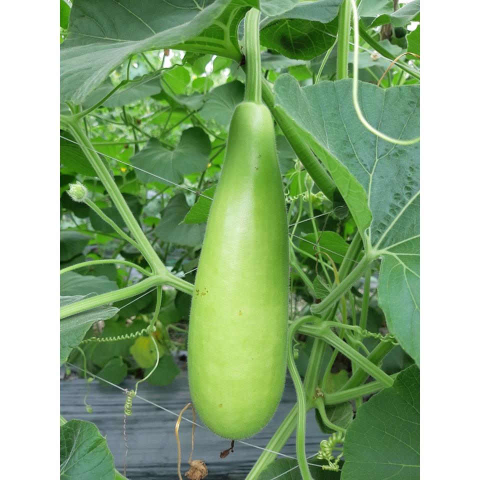 Hạt Giống Bầu Xị Cao Sản - 646F1 -