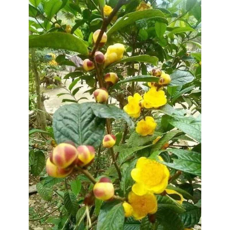 Cây giống trà hoa vàng ươm hạt cây cao 15cm