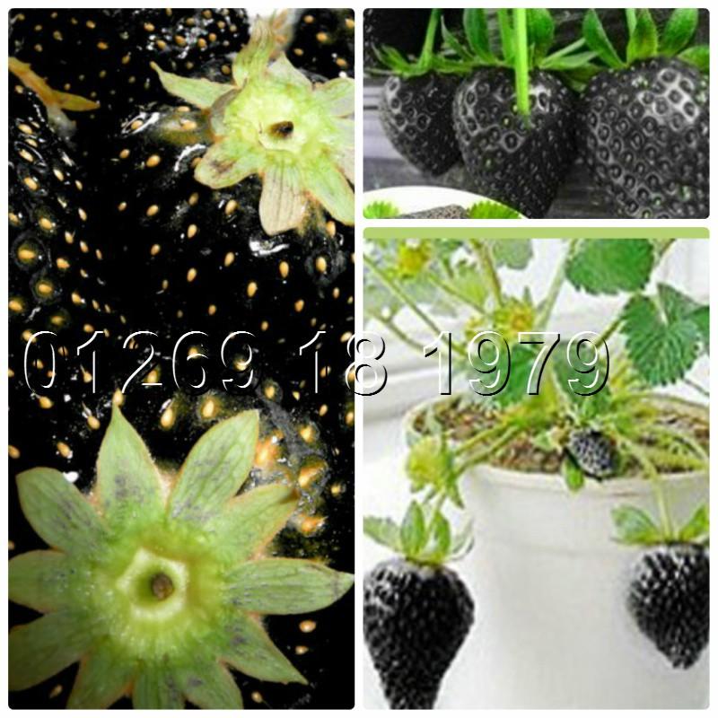 Hạt Giống Dâu Tây Đen F1 100 hạt/gói