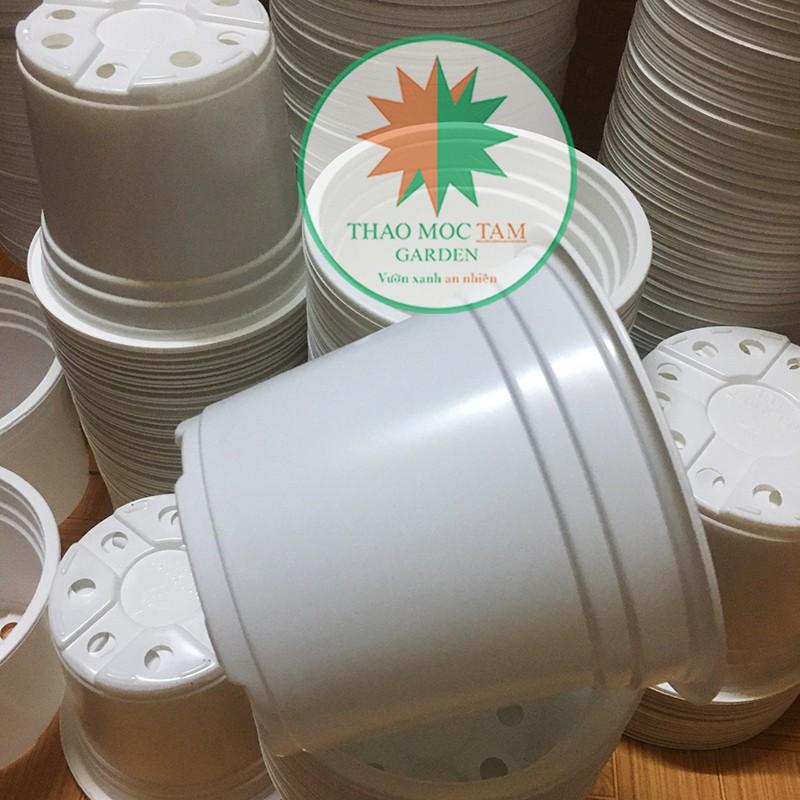 Combo 10 Chậu trồng hoa - Miệng vành cứng, hàng công ty chất lượng cao