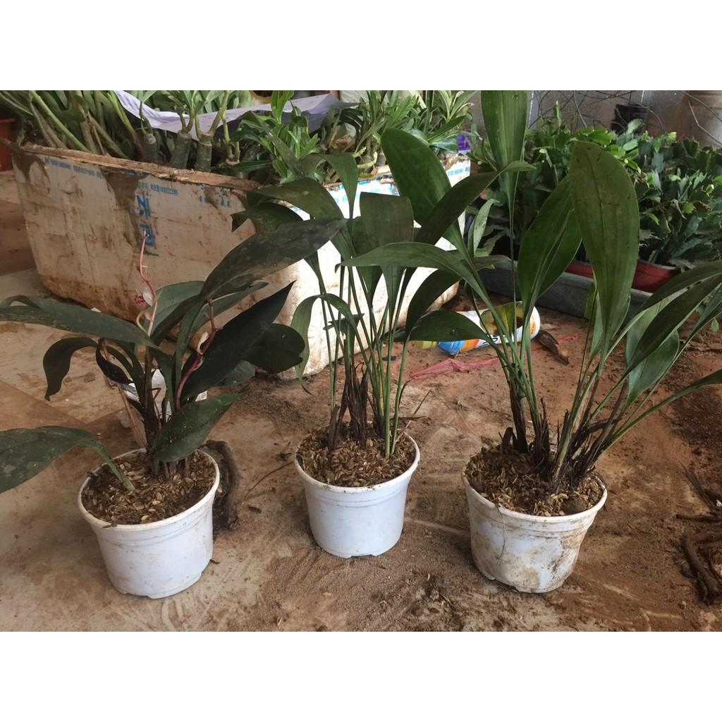 1 BÓ LAN GIỐNG LAN KIẾM LÁ GIÁO RỪNG TÂY BẮC- HÀNG CHUẨN RỪNG