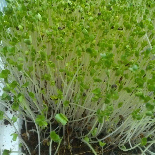 Hạt giống mầm cải thìa CT539 - Gói 20gram