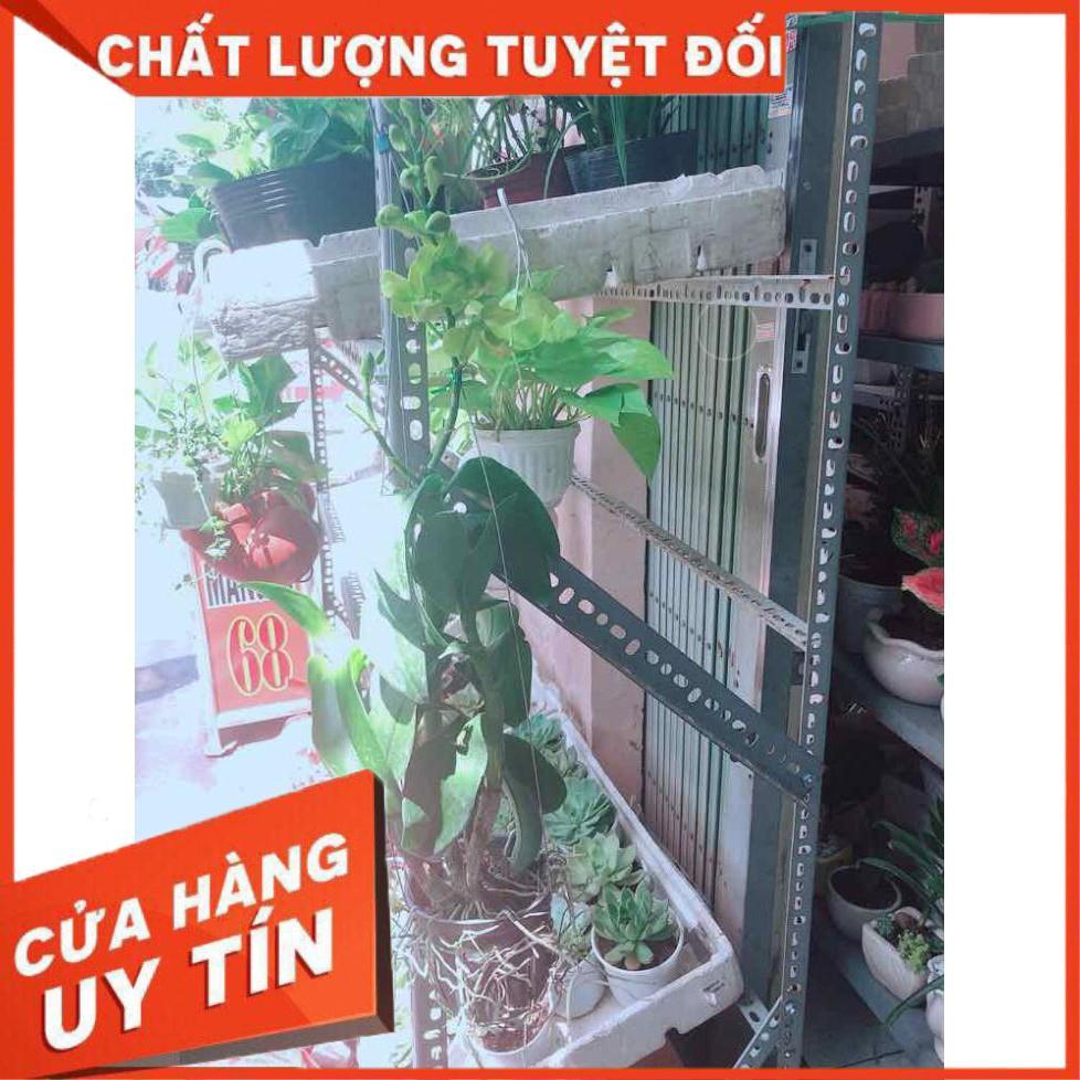 Chậu Lan Dendro Nhiều Người Mua