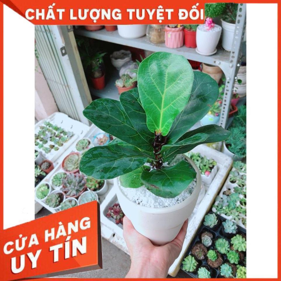 Chậu bàng singapore