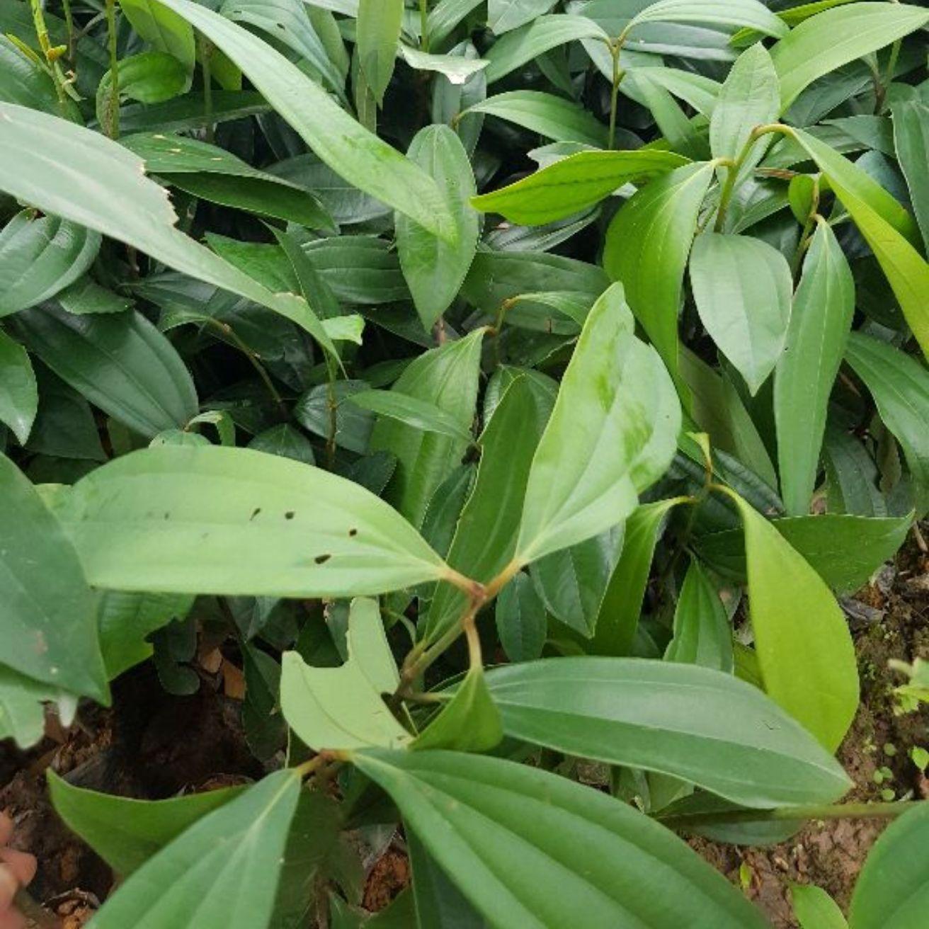 Combo 5 cây quế
