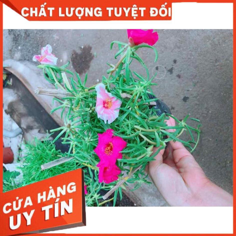 Hoa mười giờ sam Nhiều Người Mua