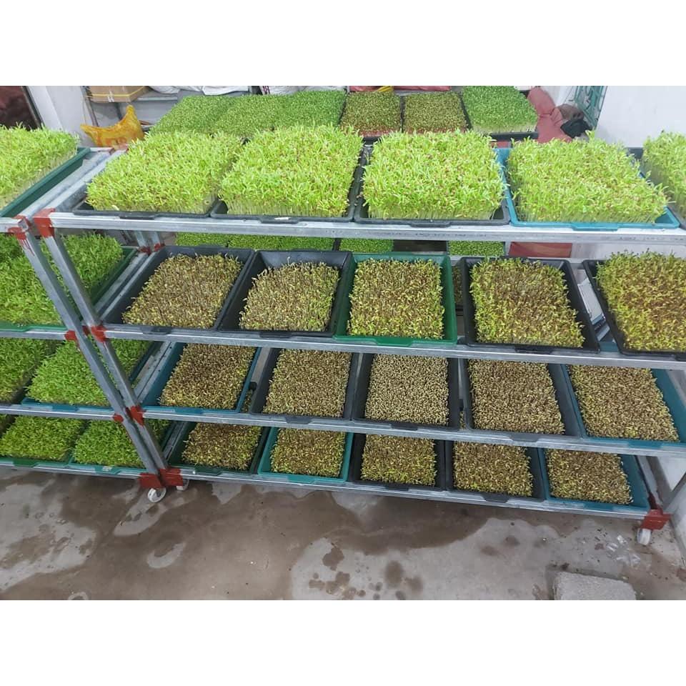 1kg Hạt Giống Rau Mầm Củ Cải Trắng Đà Lạt
