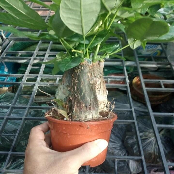 3 cây kim ngân cây đẹp chuẩn giống