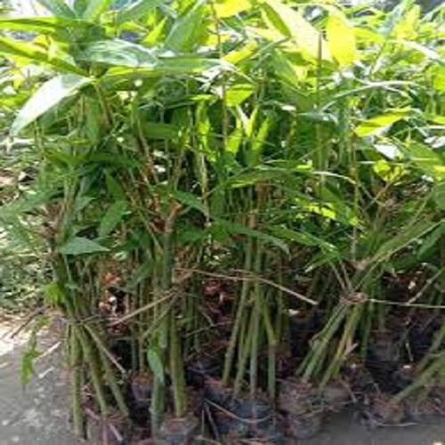 MĂNG TRE BÁT BỘ CÂY GIỐNG+ phân thỏ hữu cơ