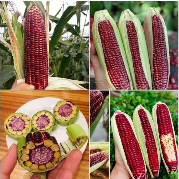 Combo 5 gói hạt giống ngô các loại dể trồng -gói 30 hạt-tặng kèm gói phân bón lót