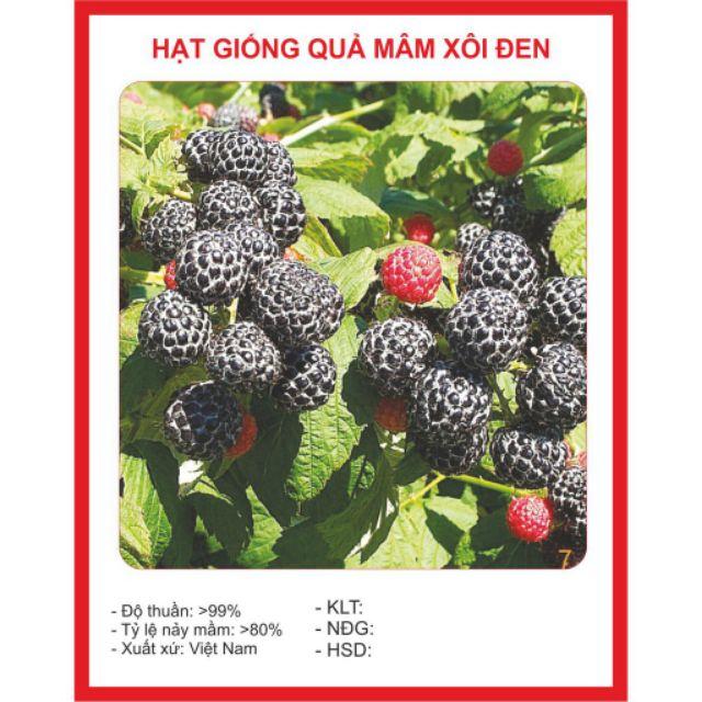 26B Hạt giống Cây Mâm Xôi Đen 30 Hạt phúc tử bồn