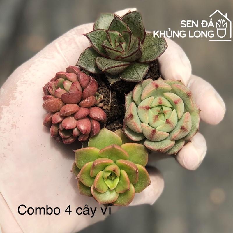 Sen Đá Vĩ