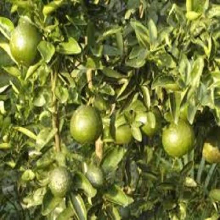 CÂY GIỐNG CAM SÀNH MIỀN NAM