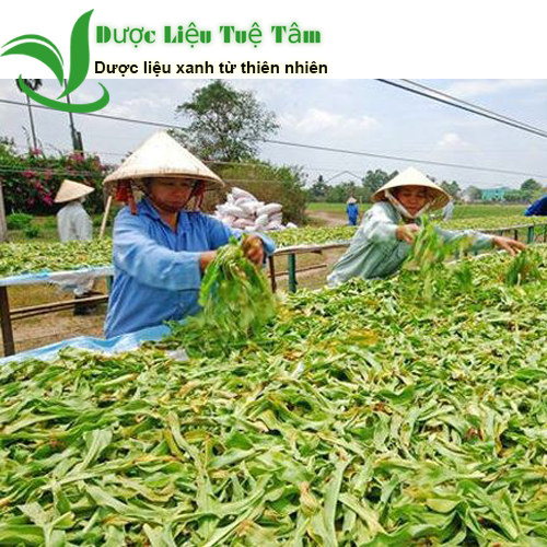 Cây trinh nữ hoàng cung - Lá khô hữu cơ tự nhiên gói 1kg