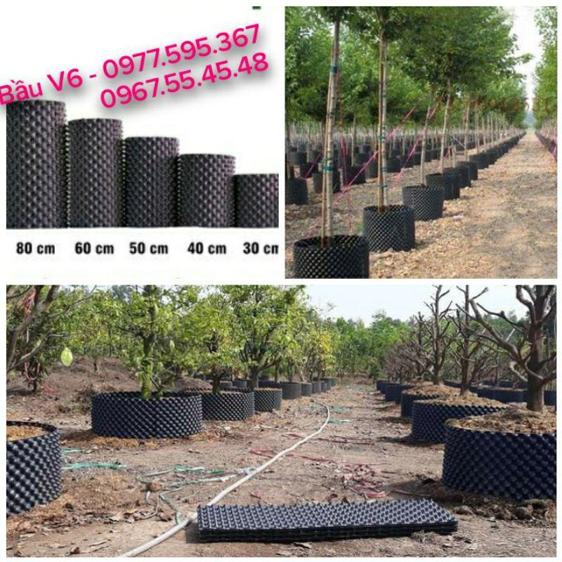 Bầu ươm V6 loại 20cm dài 50m dày 0.7mm