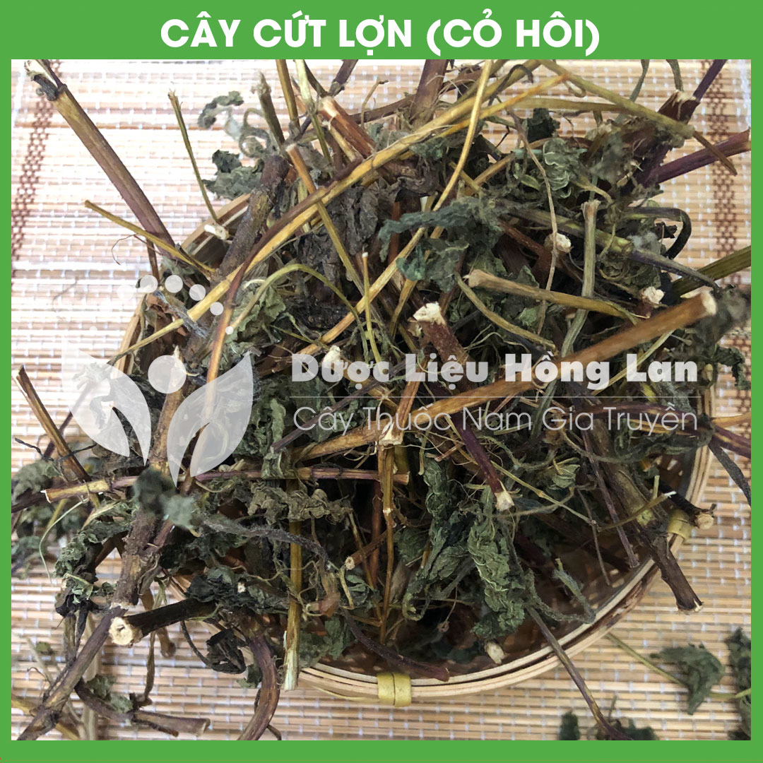 Cây Cỏ Hôi (Cây Cứt Lợn) khô 500gram