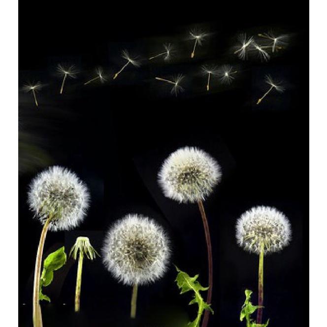 Hạt giống hoa bồ công anh - 1 gói 100 hạt