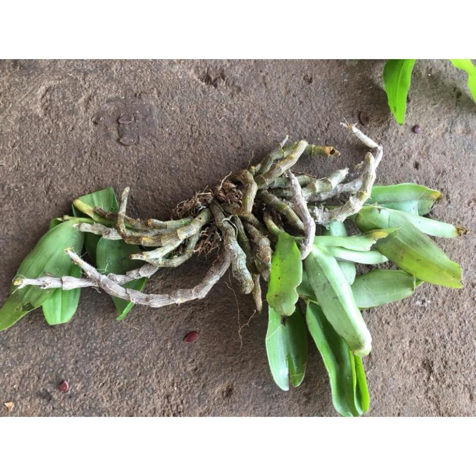 Sản Phẩm Hoa lan Hoàng Thảo Trầm 6 cánh