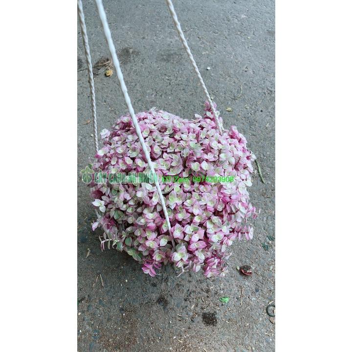 Chậu Thài Lài Hồng