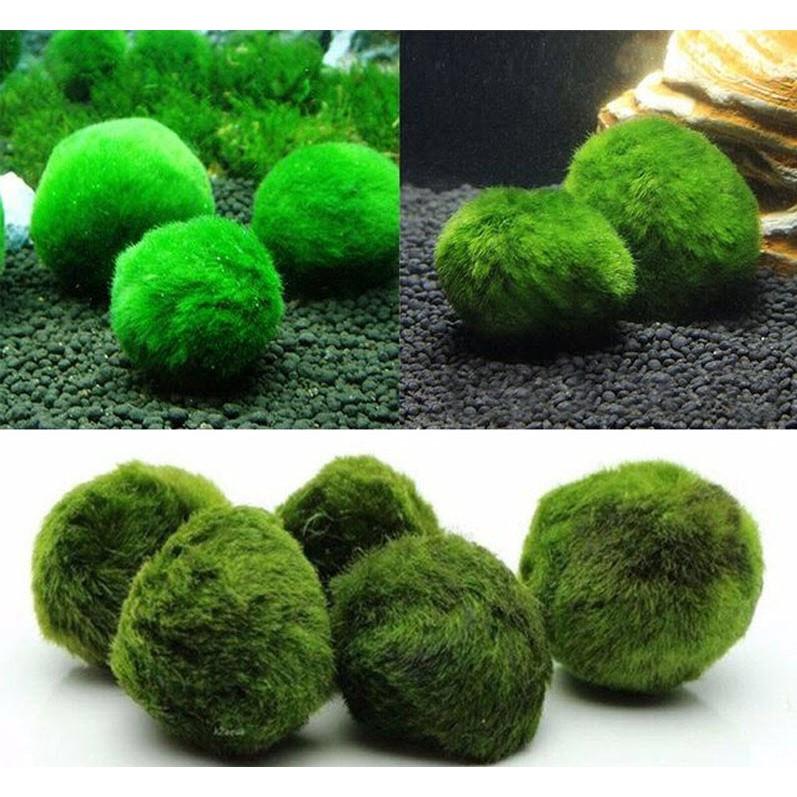 Tảo Cầu Marimo - Đồ Trang Trí Bể Tép, Bể Thủy Sinh