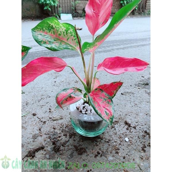 Chậu Cây Huyết Rồng Thuỷ Sinh