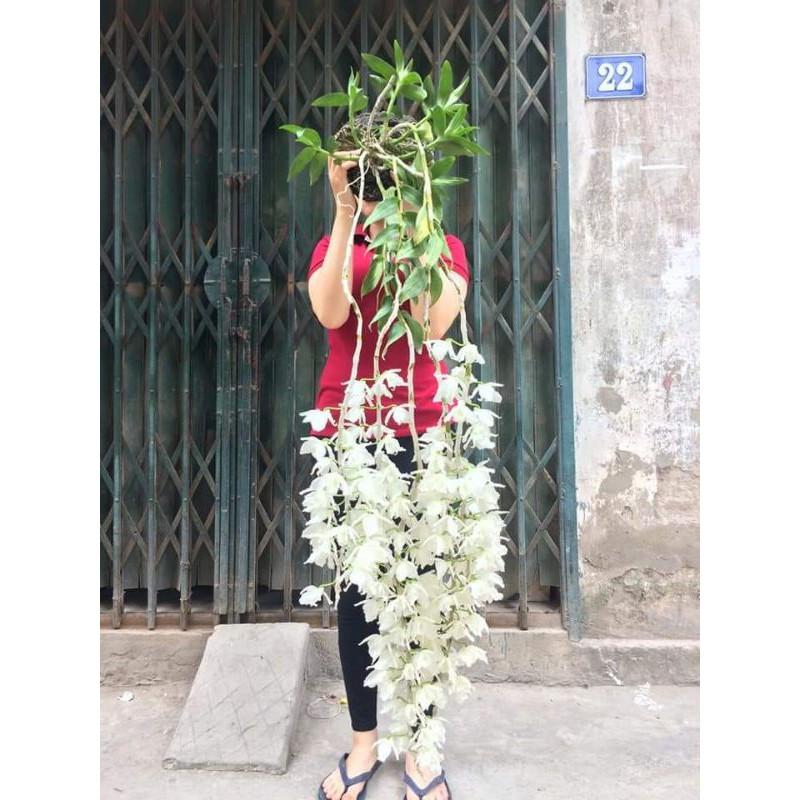 Hawai trắng tím cây giống