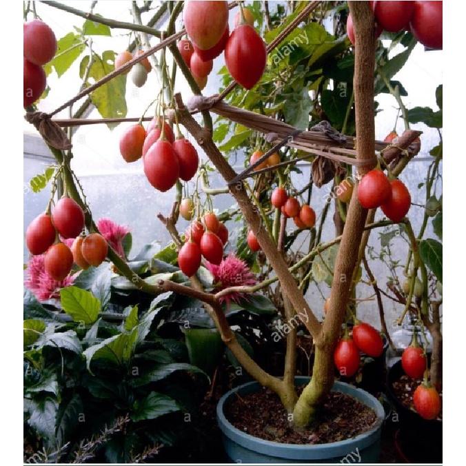 Hạt giống cà chua thân gỗ dể trồng f1-gói 10 hạt-tặng kèm gói phân bón lót