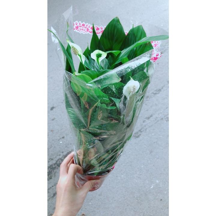 Cây Hoa Lan Ý