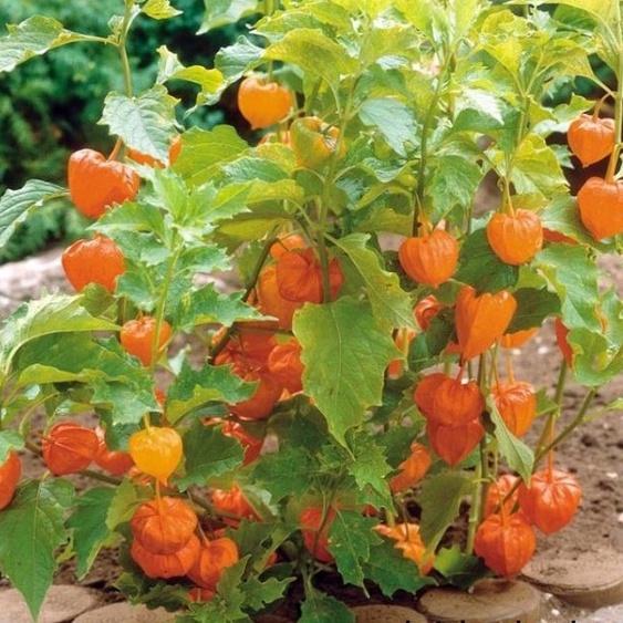 Combo 2 gói Hạt Giống Cây Thù Lù Nam Mỹ -gói 50 hạt-tặng kèm gói phân bón lót