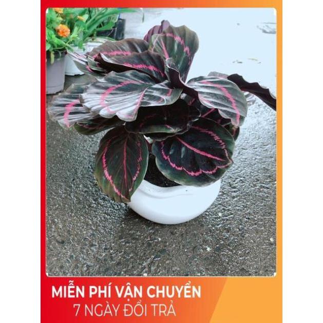 Chậu Cây Đuôi Công Tím