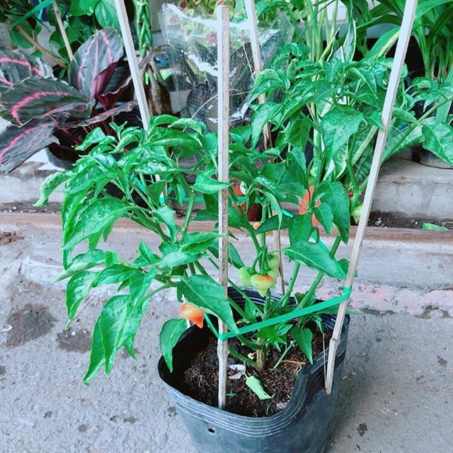 Chậu Ớt Kiểng
