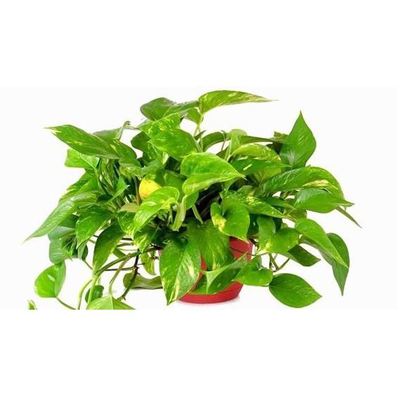 CHẬU CÂY TRẦU BÀ LÁ XANH, CÂY PHONG THỦY MANG TÀI LỘC CHO GIA CHỦ