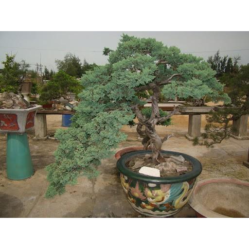 CHẬU CÂY TÙNG XÀ SIÊU ĐẸP