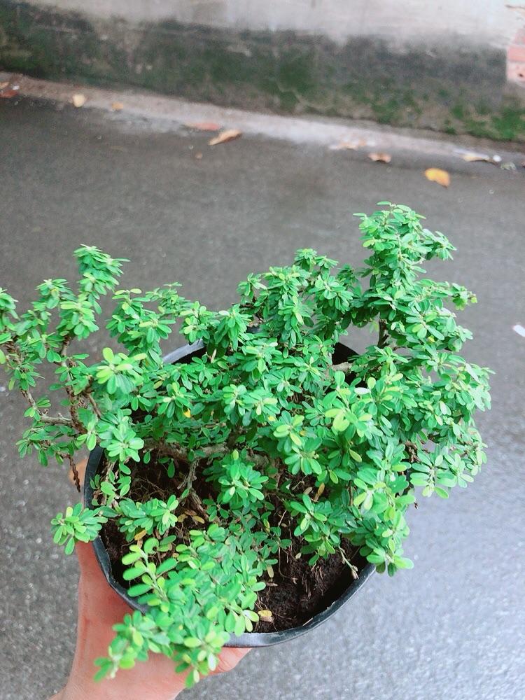 Linh Sam Hạt Gạo