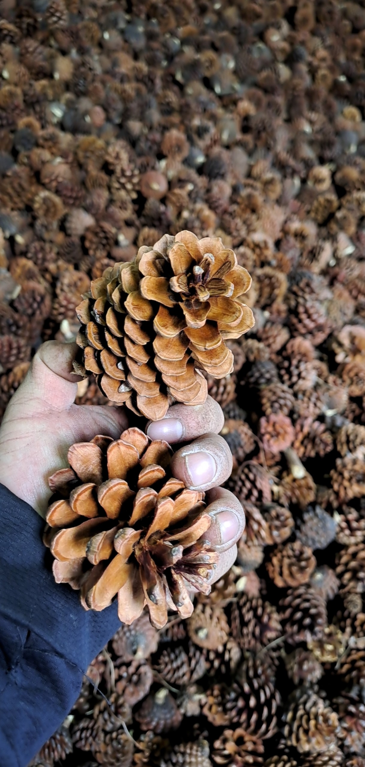 Quả thông trang trí  màu tự nhiên