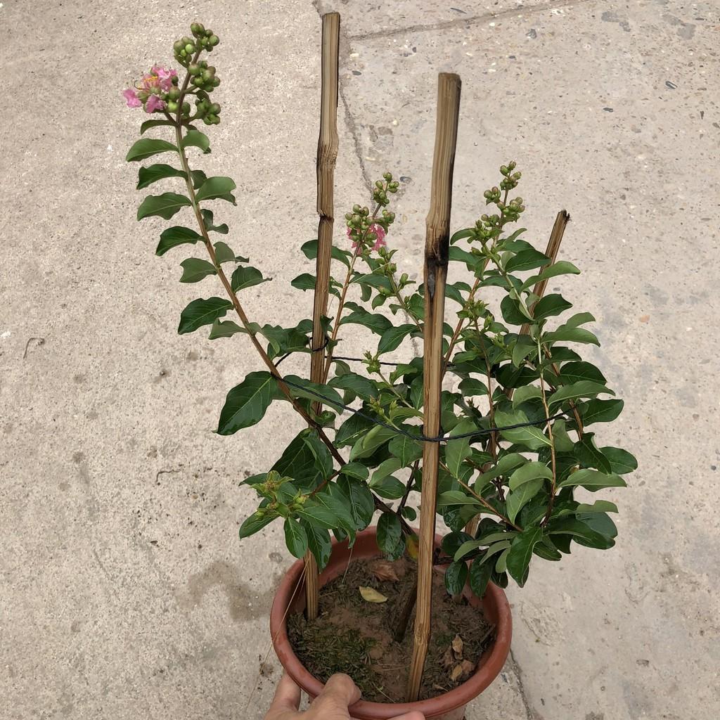 Cây hoa tường vi hồng, chiều cao 25cm gốc to cây sống khỏe hoa nở rộ, thích hợp trang trí cảnh quan